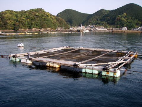 三重県南部東紀州地方の紀北町白浦漁港の[筏（イカダ）釣り 光丸（みつまる）]｜お店やサービスを見つけるサイト・Bizloop（ビズループ）サーチ