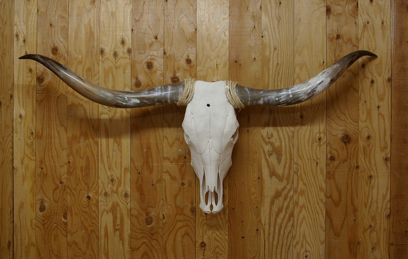 インテリア用の牛の頭蓋骨の専門店｜お店やサービスを見つけるサイト