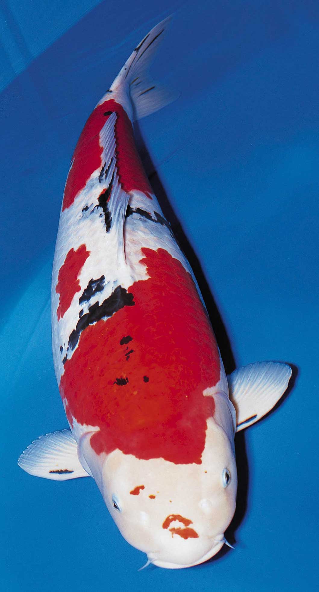 ☆妙高錦鯉 格安３歳魚市 29-5 紅白 ５６センチ 優良個体☆ - 魚類 