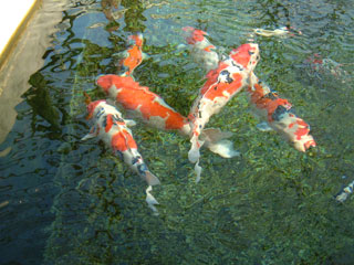 魚酔（丸堂養鯉場特約店）錦鯉 紅白 大正三色 昭和三色｜お店やサービスを見つけるサイト・Bizloop（ビズループ）サーチ