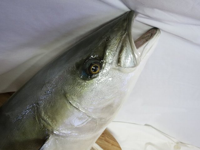 魚類専門の剥製工房です 釣りの感動 思い出の観賞魚は 3ｄでリアルに残しましょう お店やサービスを見つけるサイト Bizloop ビズループ サーチ