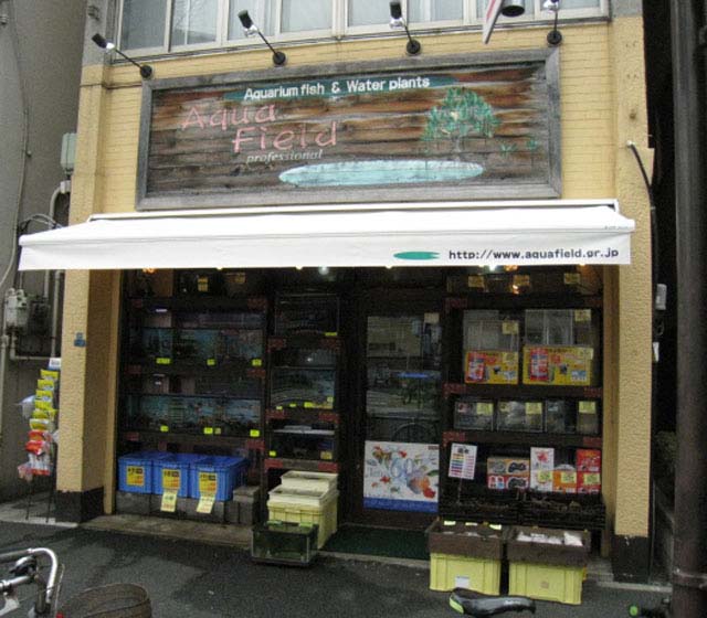 東京台東区で熱帯魚 水草 川魚 日本産淡水魚 金魚の販売店なら アクアフィールド お店やサービスを見つけるサイト Bizloop ビズループ サーチ