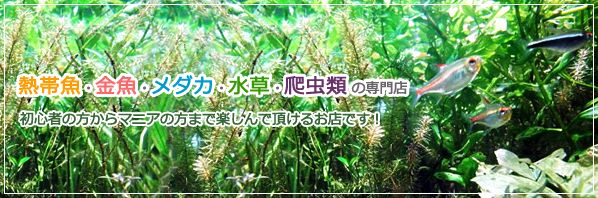 神奈川県横浜市の熱帯魚ショップ Water House Act2 お店やサービスを見つけるサイト Bizloop ビズループ サーチ
