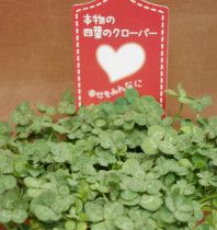 Jr目黒駅より徒歩約8分の生花店 フラワーショップ花定 はなさだ ネット通販請け負います お店やサービスを見つけるサイト Bizloop ビズループ サーチ